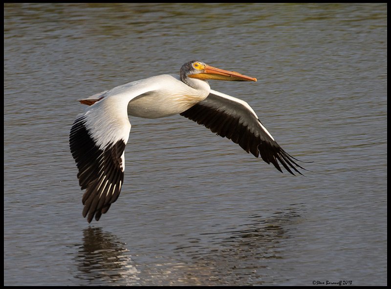 _8SB9464j american white pelican.jpg